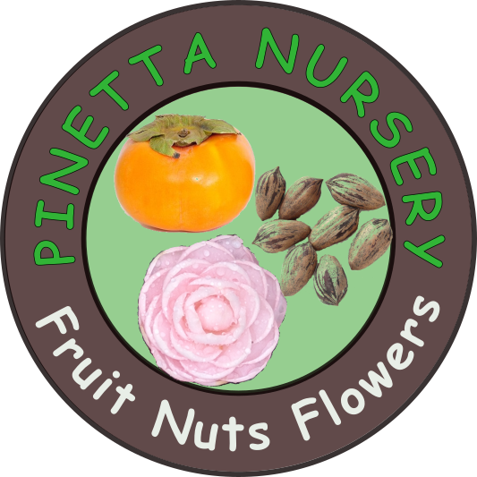 Pinetta Nursery