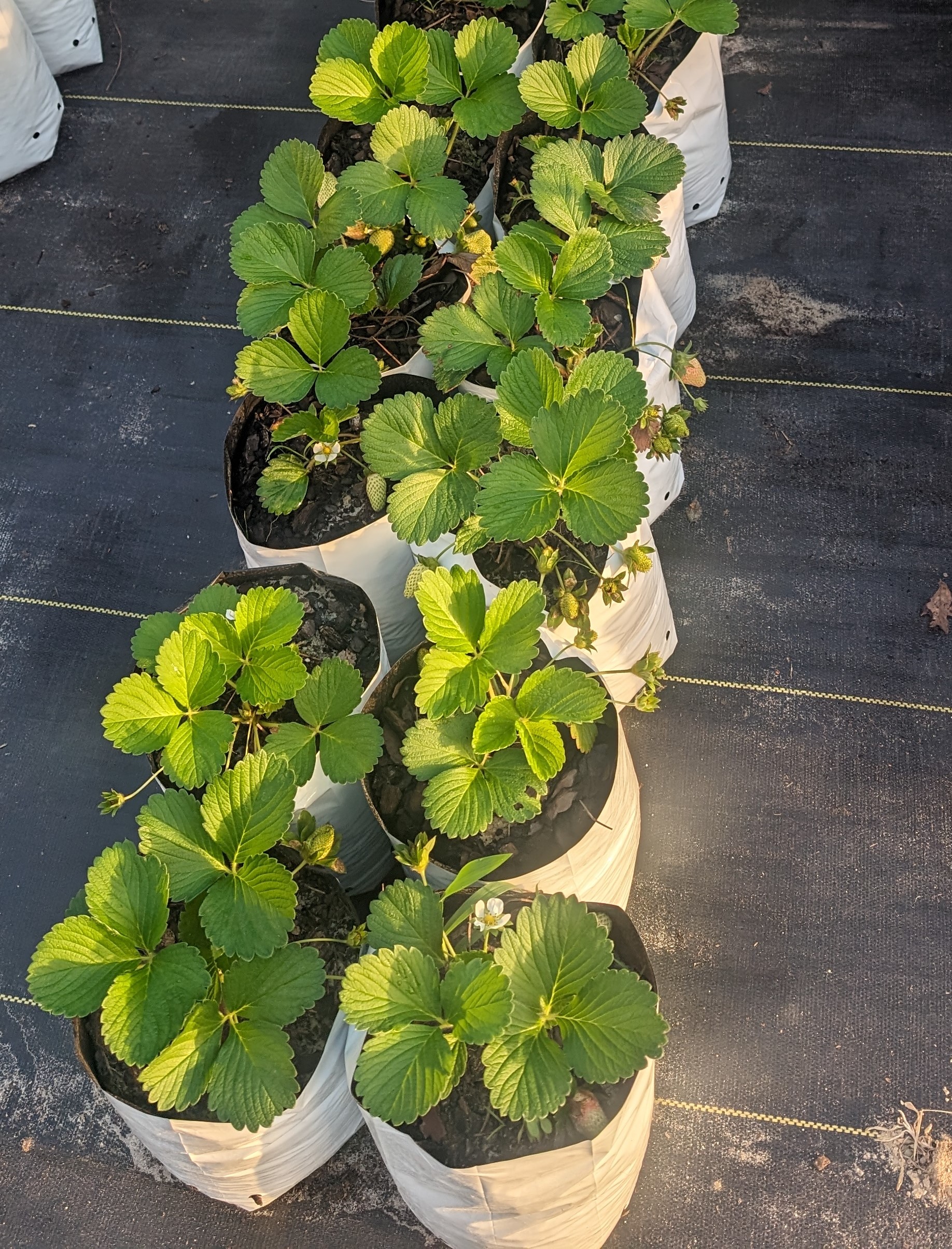 strawberry plants